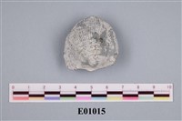 藏品(石燕及其他腕足動物)的圖片